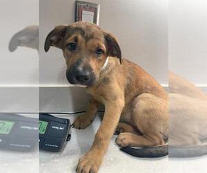 Shepradors Dogs for adoption in Baytown, TX, USA