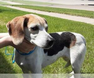 Beagle Dogs for adoption in Polson, MT, USA
