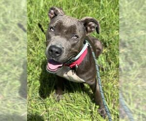 American Staffordshire Terrier Dogs for adoption in Fort Lauderdale, FL, USA
