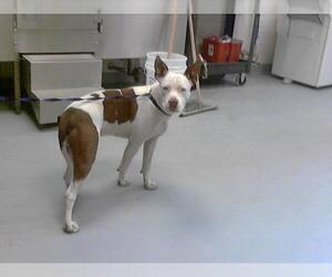 American Pit Bull Terrier Dogs for adoption in Fayetteville, NC, USA