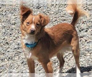 Chihuahua-Unknown Mix Dogs for adoption in Santa Cruz, CA, USA