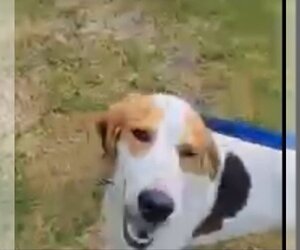 Small American Foxhound-Treeing Walker Coonhound Mix