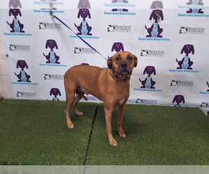 Boxer-Unknown Mix Dogs for adoption in Orlando, FL, USA