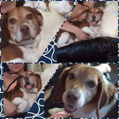 Beagle Dogs for adoption in Hanover, PA, USA