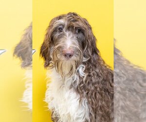 Aussiedoodle Dogs for adoption in Studio City, CA, USA