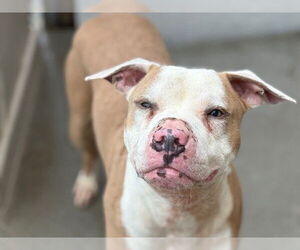 American Pit Bull Terrier Dogs for adoption in Tulsa, OK, USA