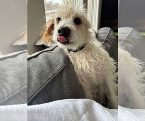 Mutt Dogs for adoption in Germantown, OH, USA