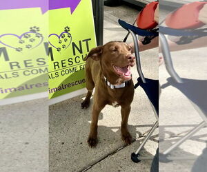 Lab-Pointer Dogs for adoption in Mooresville, NC, USA