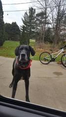 Great Dane Dogs for adoption in Lewistown, PA, USA
