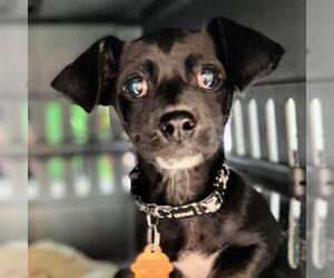 Chiweenie Dogs for adoption in Sunnyvale, CA, USA