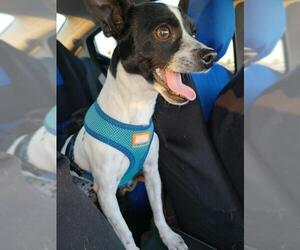 Rat Terrier Dogs for adoption in Glendale , AZ, USA