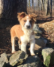 Mutt Dogs for adoption in Wyckoff, NJ, USA