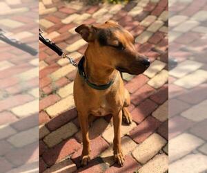 Doberman Pinscher-German Shepherd Dog Mix Dogs for adoption in La Mesa, CA, USA