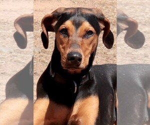 Coonhound-Doberman Pinscher Mix Dogs for adoption in Siren, WI, USA