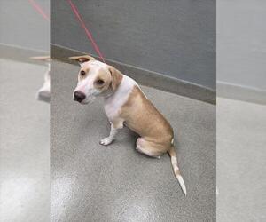 Mutt Dogs for adoption in Las Vegas, NV, USA