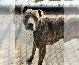 Mutt Dogs for adoption in Tulsa, OK, USA