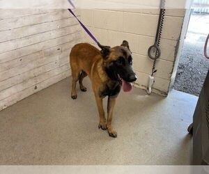 German Shepherd Dog Dogs for adoption in San Bernardino, CA, USA