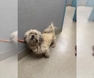 Maltese-Unknown Mix Dogs for adoption in Las Vegas, NV, USA