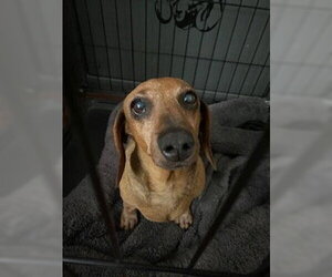 Dachshund Dogs for adoption in Los Angeles, CA, USA