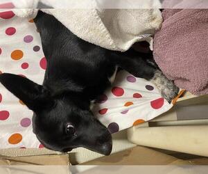 Chihuahua-Unknown Mix Dogs for adoption in Modesto, CA, USA