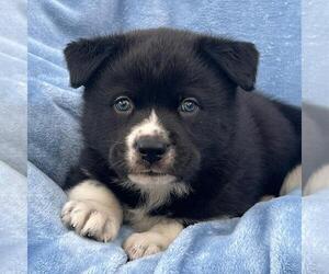 Labrador Retriever-Unknown Mix Dogs for adoption in San Diego, CA, USA