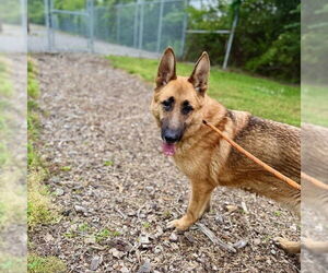 German Shepherd Dog Dogs for adoption in Louisville, KY, USA