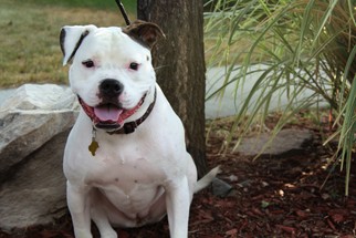 Bulldog Dogs for adoption in Sandy, UT, USA