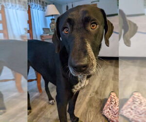 Labrador Retriever-Unknown Mix Dogs for adoption in Fort Collins, CO, USA