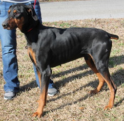 Doberman Pinscher Dogs for adoption in Prattville, AL, USA