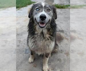 Siberian Husky-Unknown Mix Dogs for adoption in San Antonio, TX, USA