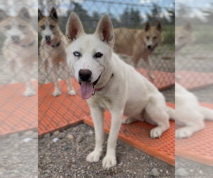 Siberian Husky-Unknown Mix Dogs for adoption in Bemidji, MN, USA