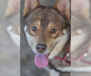 Siberian Husky-Unknown Mix Dogs for adoption in Boston, MA, USA