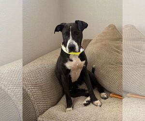 Labrador Retriever-Unknown Mix Dogs for adoption in Aurora, CO, USA