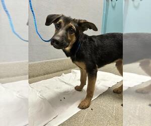 German Shepherd Dog-Unknown Mix Dogs for adoption in Las Vegas, NV, USA