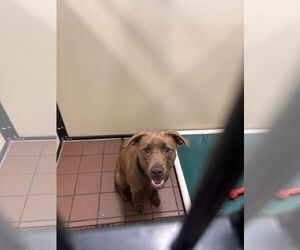 American Pit Bull Terrier-Labrador Retriever Mix Dogs for adoption in Princeton, MN, USA