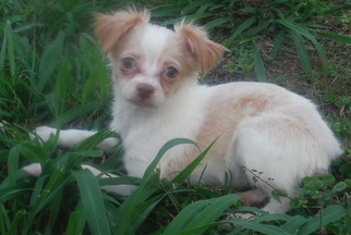 Medium Photo #1 Chihuahua Puppy For Sale in Commerce, GA, USA