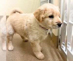 Labrachow Dogs for adoption in Aurora, CO, USA