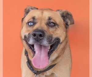 German Shepherd Dog-Siberian Husky Mix Dogs for adoption in Pasadena, CA, USA