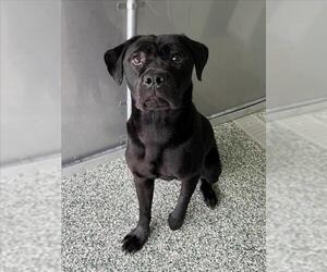 Mutt Dogs for adoption in Salisbury, NC, USA