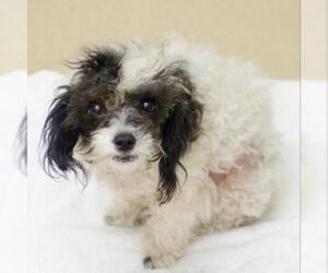 Poodle (Toy) Dogs for adoption in Alpharetta, GA, USA