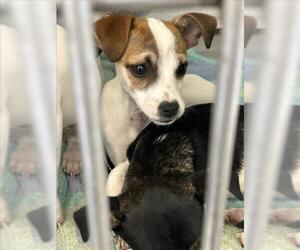 Chihuahua Dogs for adoption in Martinez, CA, USA