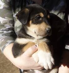 Medium Photo #1 Alaskan Malamute-German Shepherd Dog Mix Puppy For Sale in SHERBURNE, NY, USA