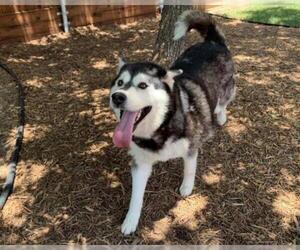 Alusky Dogs for adoption in Plano, TX, USA