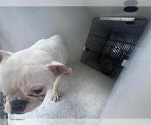 French Bulldog Dogs for adoption in Houston, TX, USA
