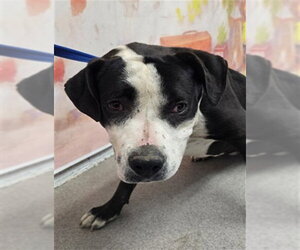 Mutt Dogs for adoption in San Bernardino, CA, USA
