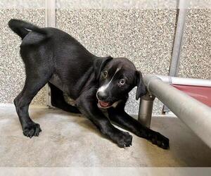 Labrador Retriever-Unknown Mix Dogs for adoption in Santa Rosa, CA, USA