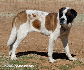 Saint Bernard Dogs for adoption in Scottsdale, AZ, USA