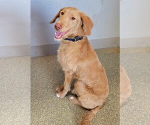 Goldendoodle Dogs for adoption in Glendale , AZ, USA