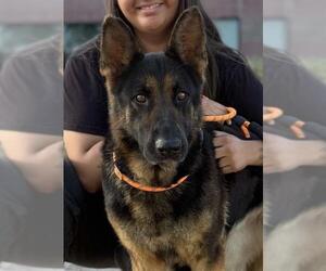 German Shepherd Dog-Unknown Mix Dogs for adoption in Modesto, CA, USA