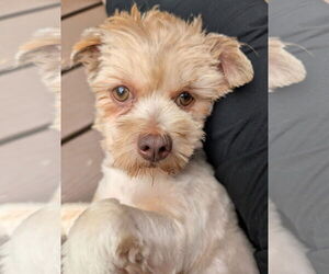 Havashu Dogs for adoption in Greensboro, NC, USA